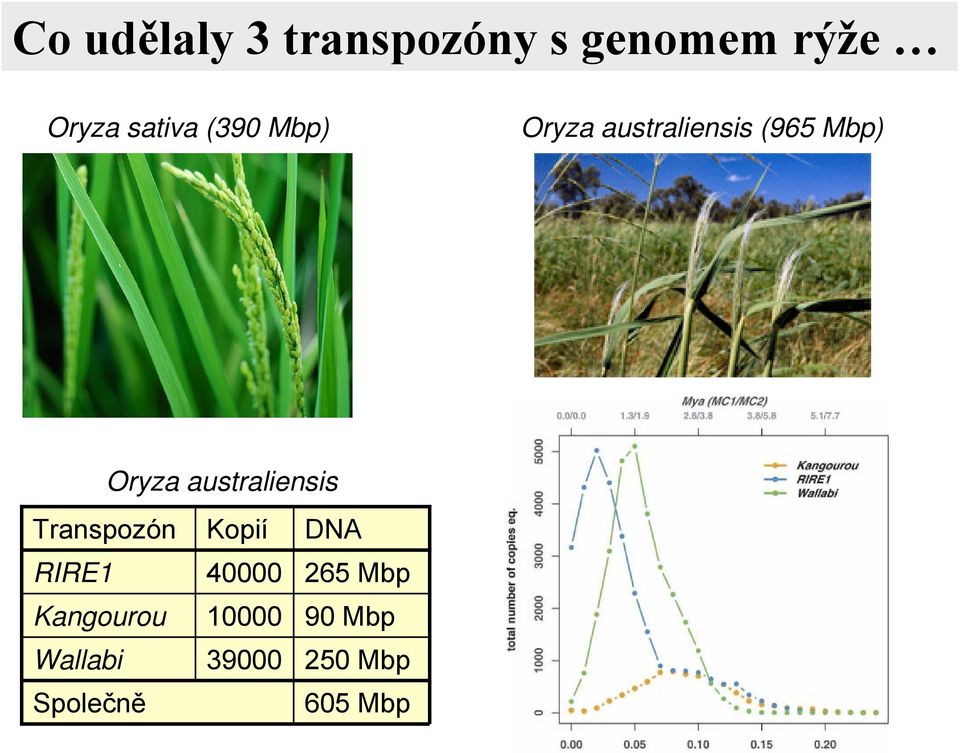 australiensis Transpozón Kopií DNA RIRE1 40000 265