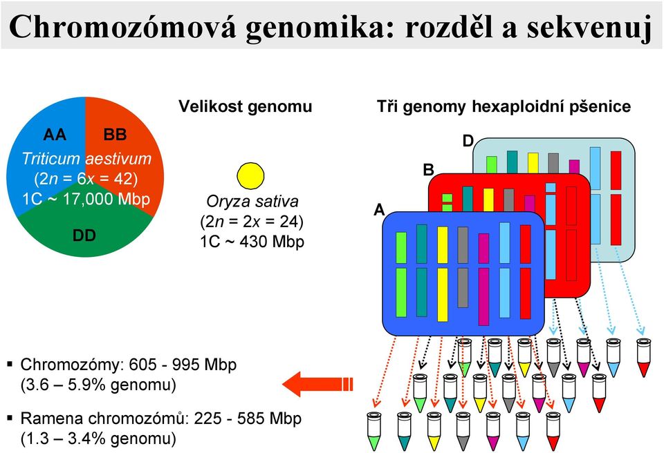 Mbp DD Oryza sativa (2n = 2x = 24) 1C ~ 430 Mbp A B D ; Chromozómy: