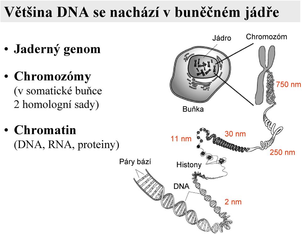 2 homologní sady) Buňka 750 nm Chromatin (DNA, RNA,