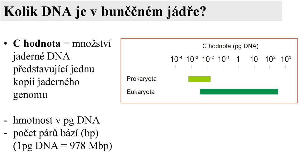 jaderného genomu Prokaryota Eukaryota C hodnota (pg DNA)