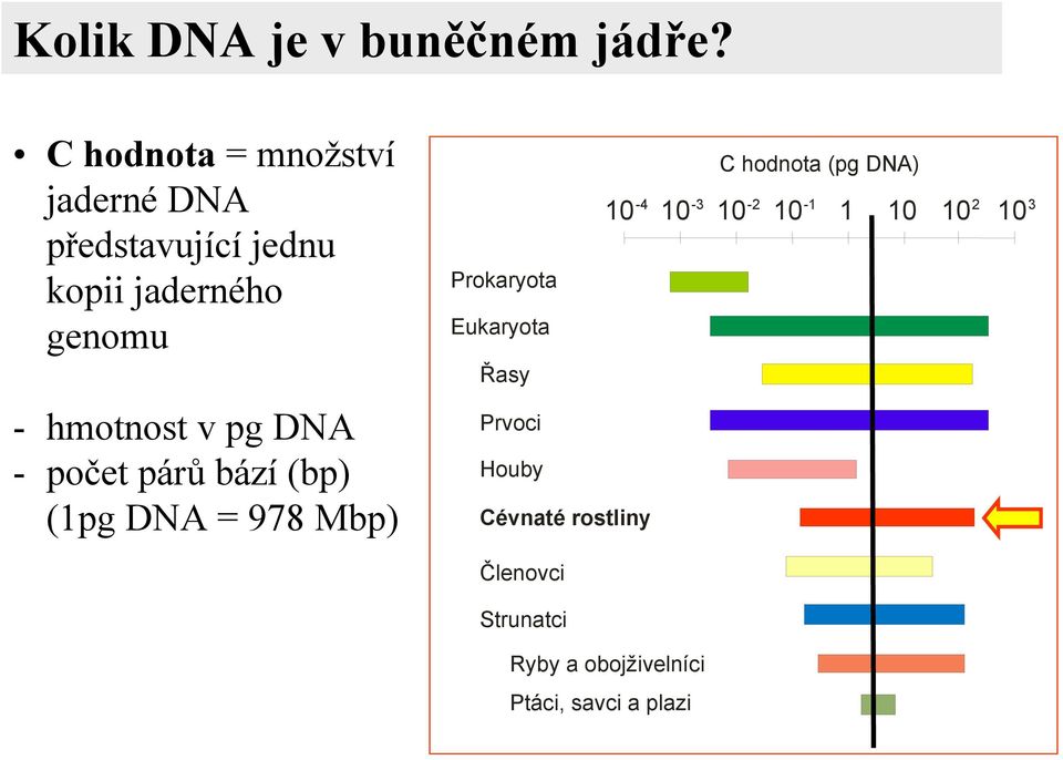 hmotnost v pg DNA - počet párů bází (bp) (1pg DNA = 978 Mbp) Prokaryota Eukaryota