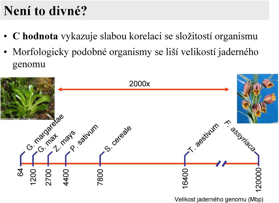 podobné organismy se liší velikostí jaderného genomu 2000x F.