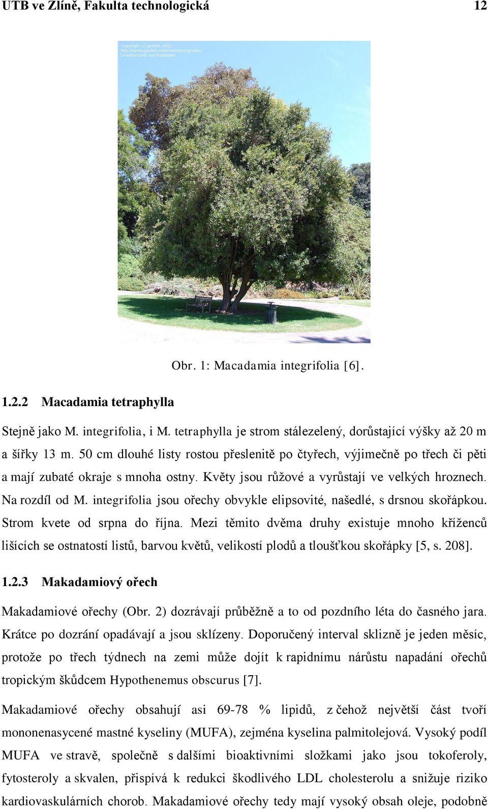 Květy jsou růţové a vyrůstají ve velkých hroznech. Na rozdíl od M. integrifolia jsou ořechy obvykle elipsovité, našedlé, s drsnou skořápkou. Strom kvete od srpna do října.