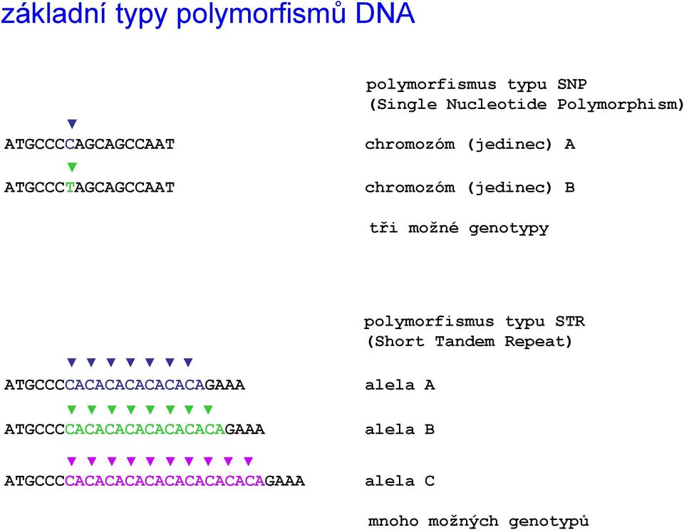 genotypy ATGCCCCACACACACACACAGAAA ATGCCCCACACACACACACACAGAAA