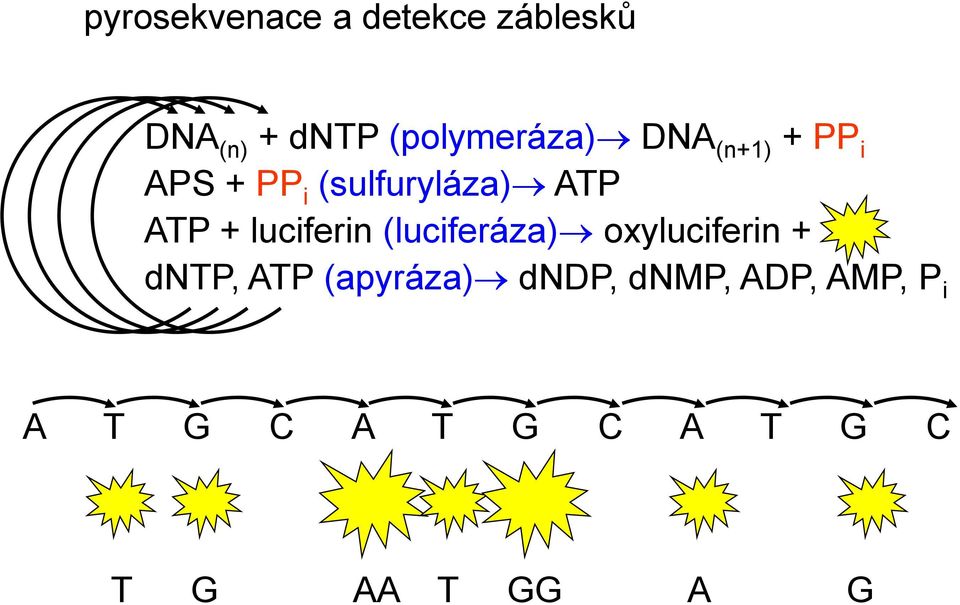 ATP + luciferin (luciferáza) oxyluciferin + dntp, ATP