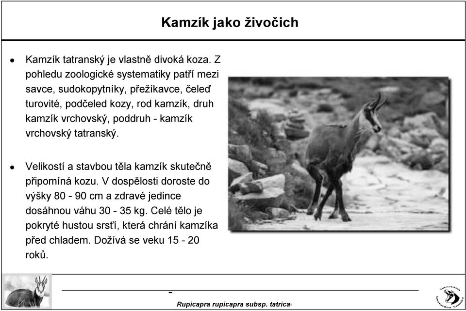 kamzík, druh kamzík vrchovský, poddruh kamzík vrchovský tatranský.