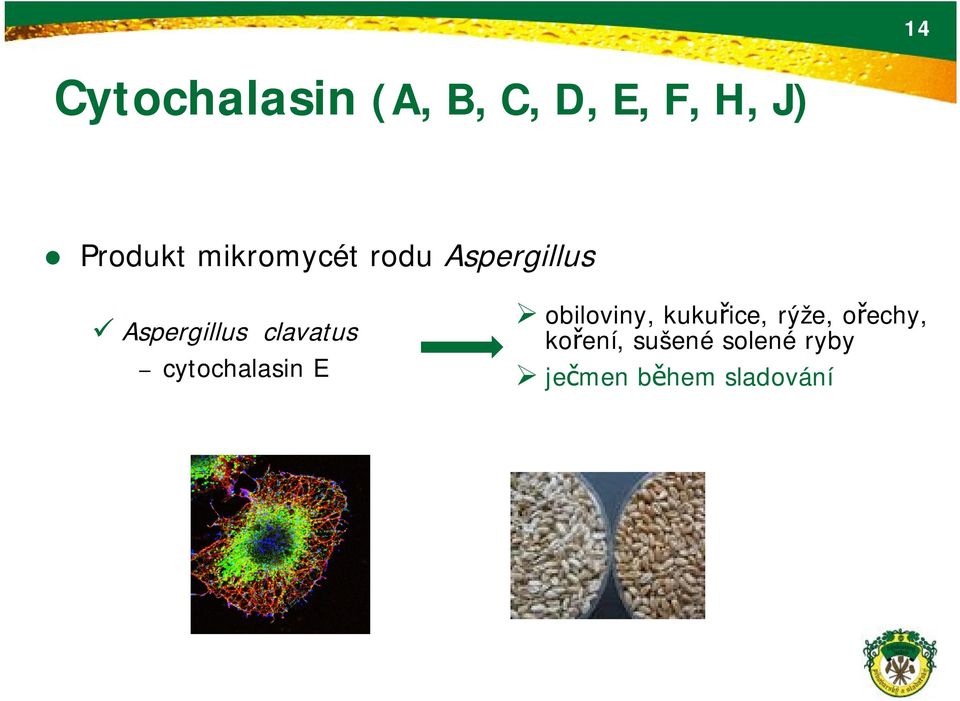 clavatus cytochalasin E obiloviny, kukuřice,