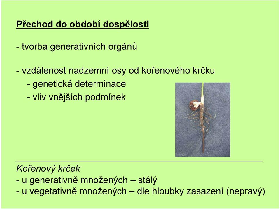 determinace - vliv vnějších podmínek Kořenový krček - u