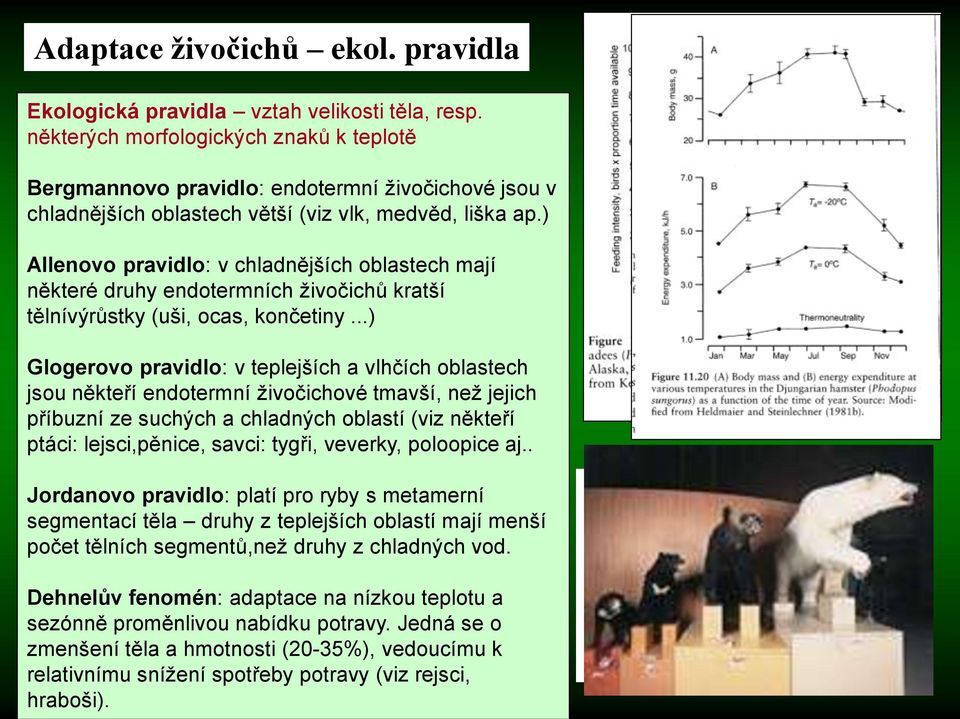 ) Allenovo pravidlo: v chladnějších oblastech mají některé druhy endotermních živočichů kratší tělnívýrůstky (uši, ocas, končetiny.