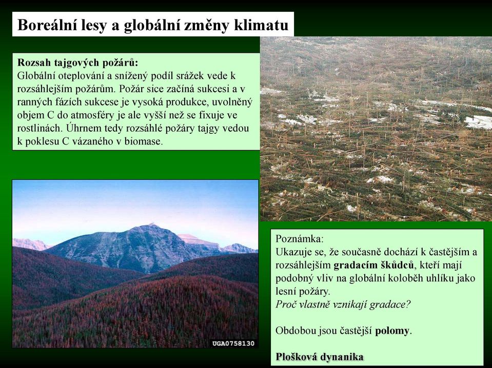 Úhrnem tedy rozsáhlé požáry tajgy vedou k poklesu C vázaného v biomase.