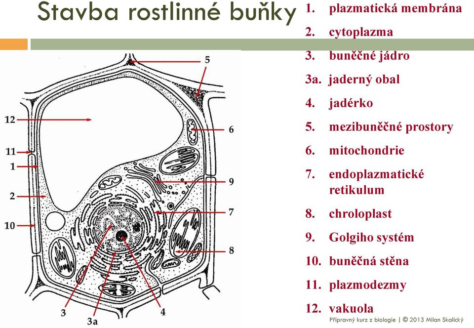 mezibuněčné prostory 6. mitochondrie 7.