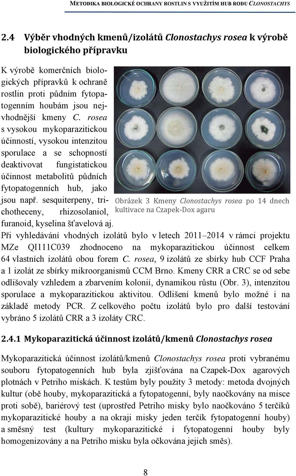 sesquiterpeny, trichotheceny, rhizosolaniol, Obrázek 3 Kmeny Clonostachys rosea po 14 dnech kultivace na Czapek-Dox agaru furanoid, kyselina šťavelová aj.