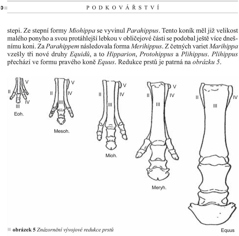 Za Parahippem následovala forma Merihippus. Z četných variet Marihippa vzešly tři nové druhy Equidů, a to Hipparion, Protohippus a Plihippus.