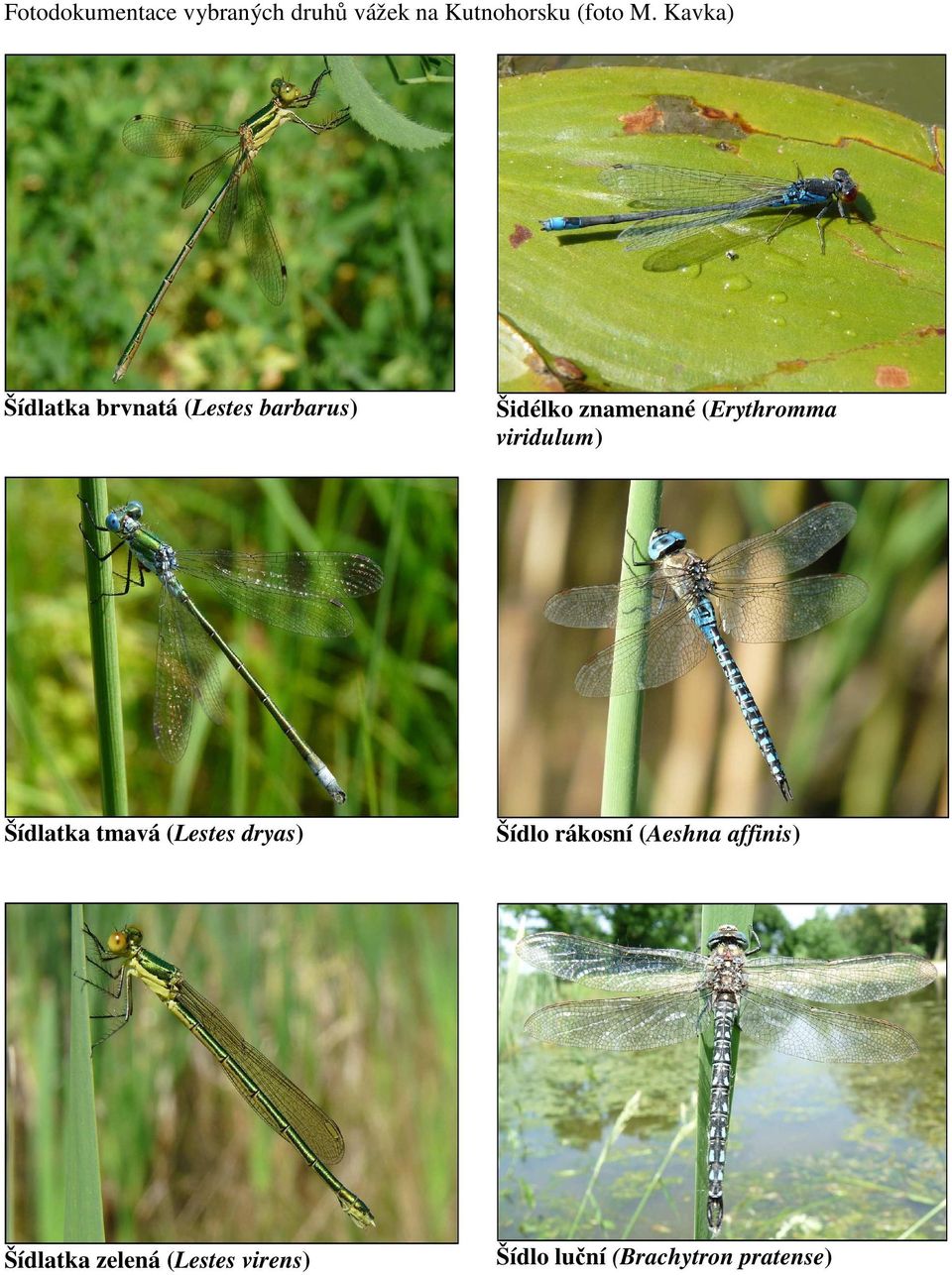 (Erythromma viridulum) Šídlatka tmavá (Lestes dryas) Šídlo rákosní