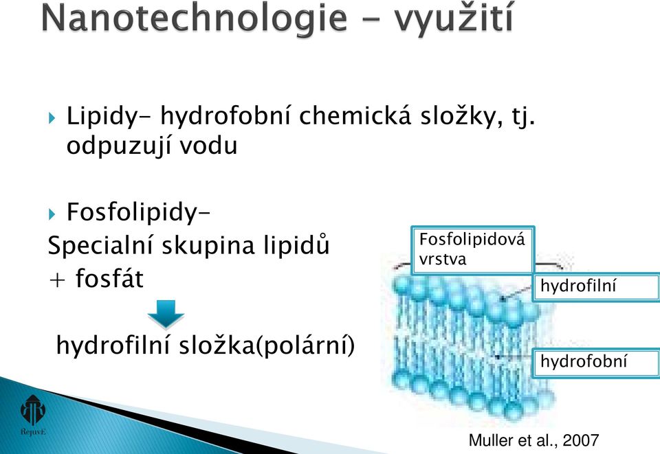 lipidů + fosfát Fosfolipidová vrstva hydrofilní