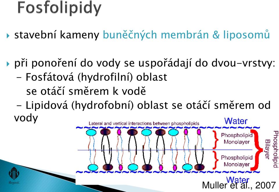 Fosfátová (hydrofilní) oblast se otáčí směrem k vodě -