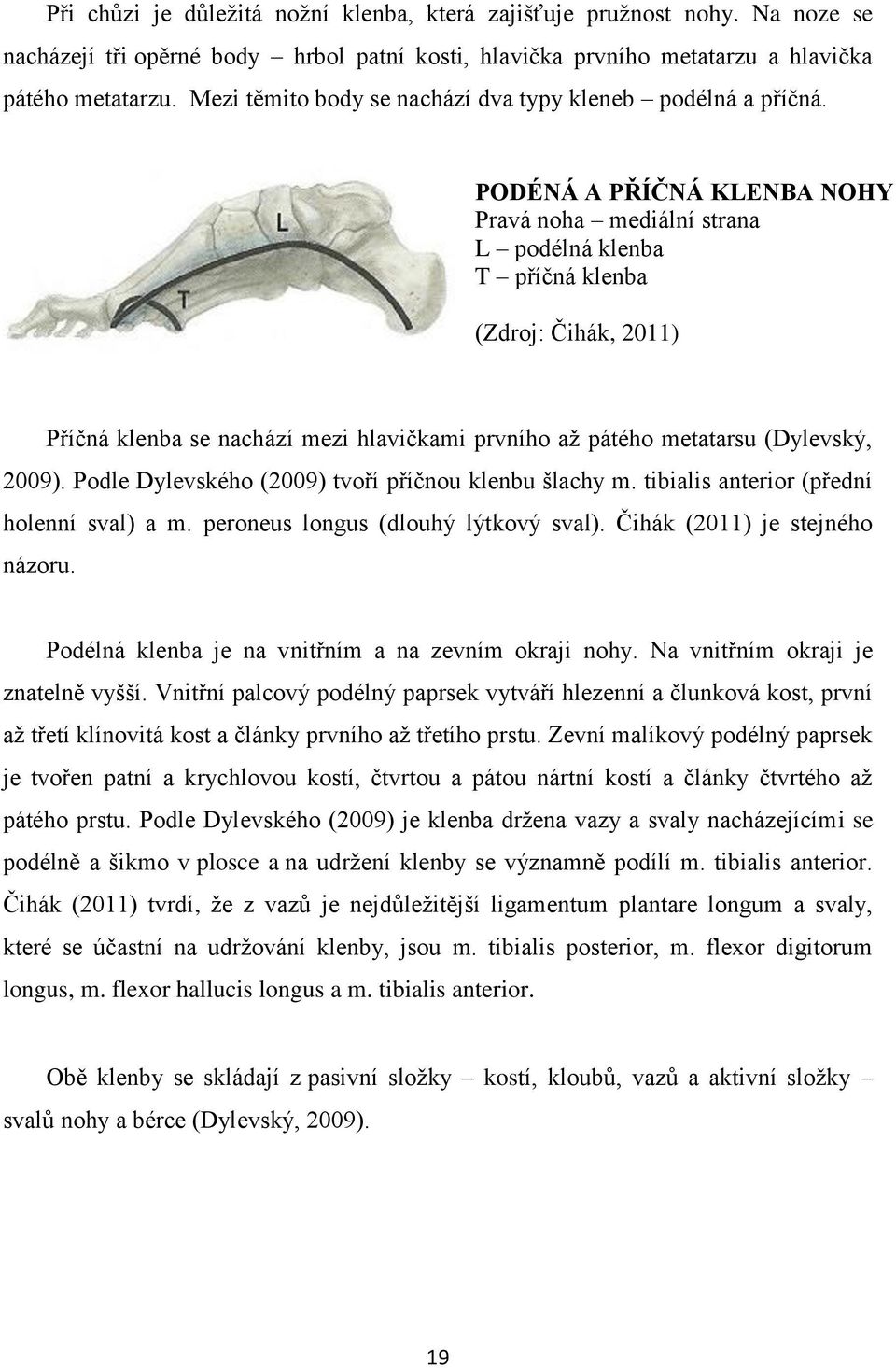 PODÉNÁ A PŘÍČNÁ KLENBA NOHY Pravá noha mediální strana L podélná klenba T příčná klenba (Zdroj: Čihák, 2011) Příčná klenba se nachází mezi hlavičkami prvního až pátého metatarsu (Dylevský, 2009).