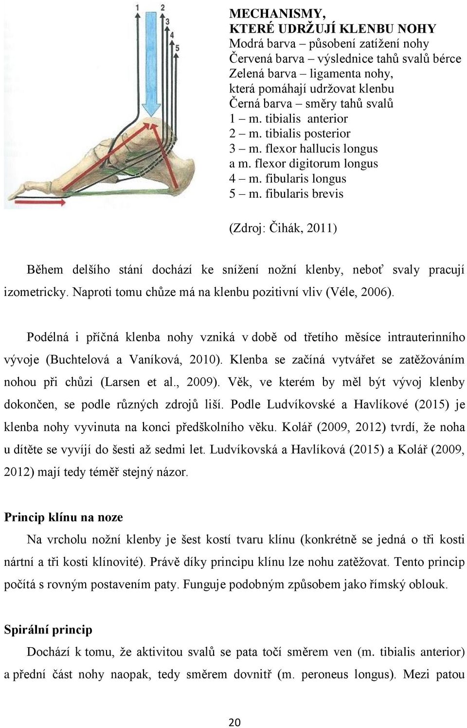 fibularis brevis (Zdroj: Čihák, 2011) Během delšího stání dochází ke snížení nožní klenby, neboť svaly pracují izometricky. Naproti tomu chůze má na klenbu pozitivní vliv (Véle, 2006).