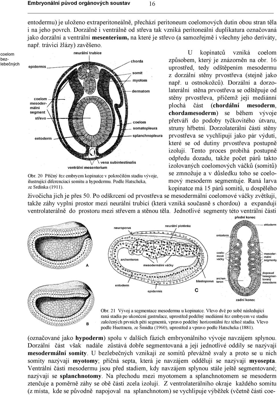 trávicí žlázy) zavěšeno. U kopinatců vzniká coelom způsobem, který je znázorněn na obr. 16 uprostřed, tedy odštěpením mesodermu z dorzální stěny prvostřeva (stejně jako např. u ostnokožců).