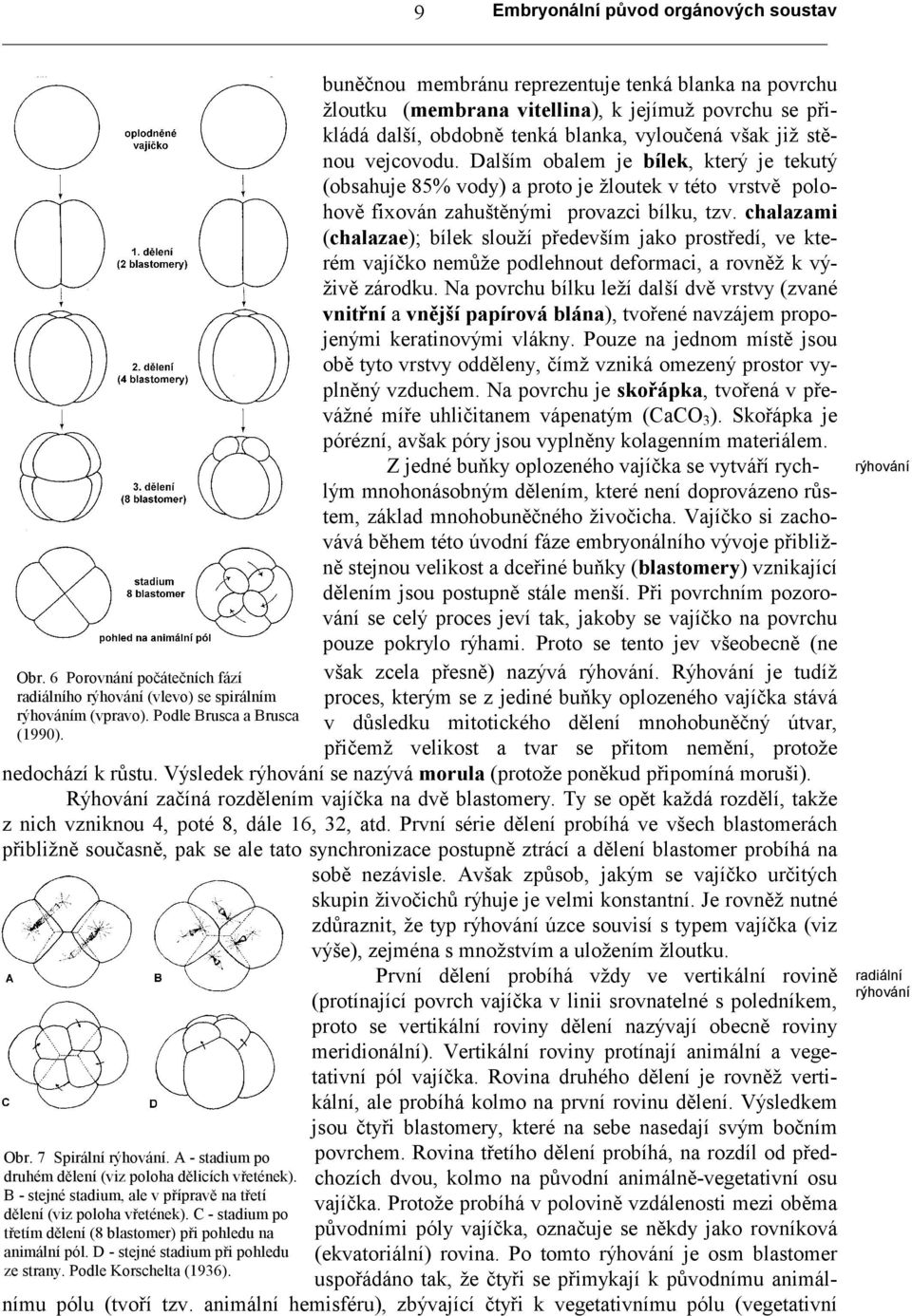 Dalším obalem je bílek, který je tekutý (obsahuje 85% vody) a proto je žloutek v této vrstvě polohově fixován zahuštěnými provazci bílku, tzv.