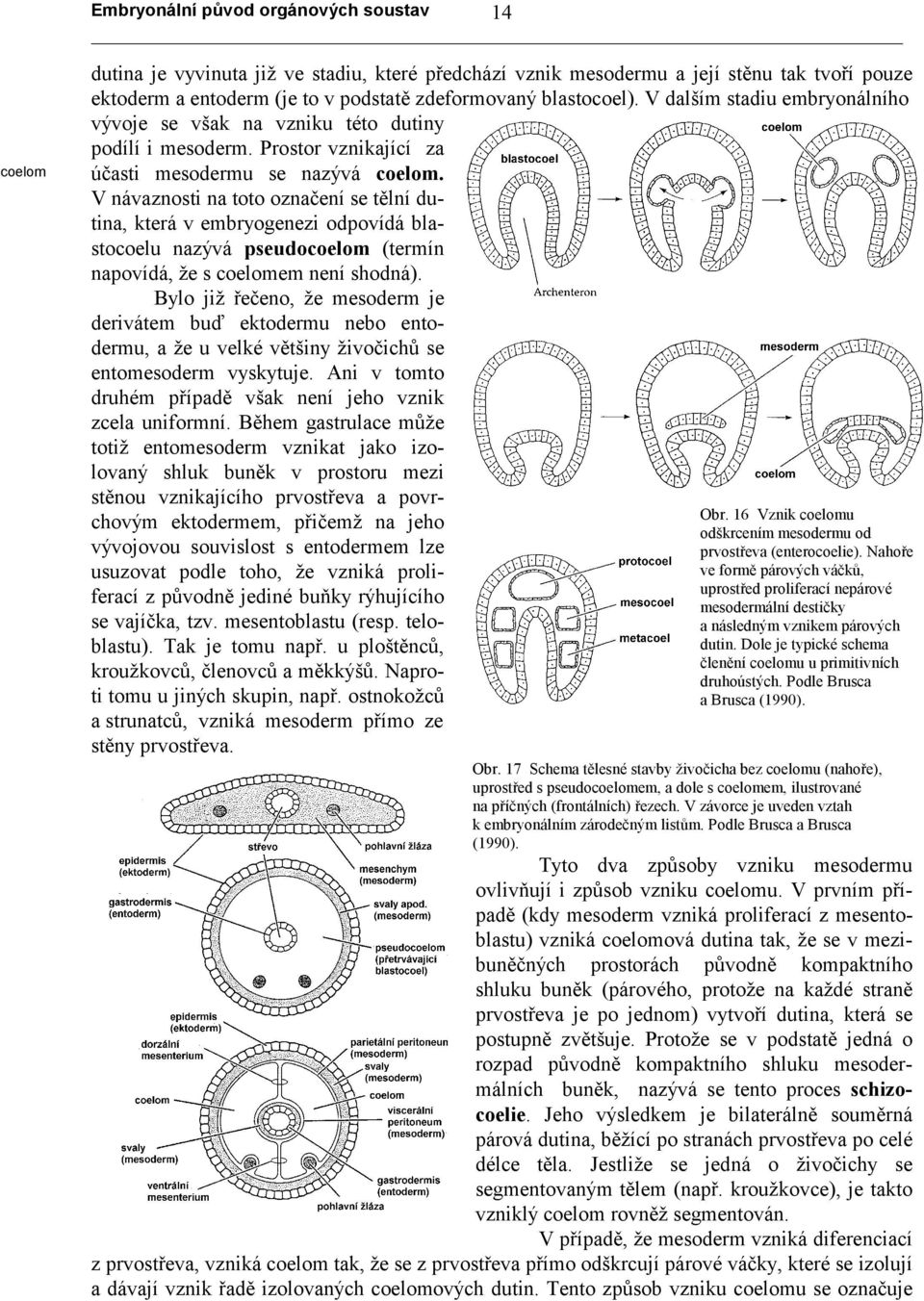 V návaznosti na toto označení se tělní dutina, která v embryogenezi odpovídá blastocoelu nazývá pseudocoelom (termín napovídá, že s coelomem není shodná).