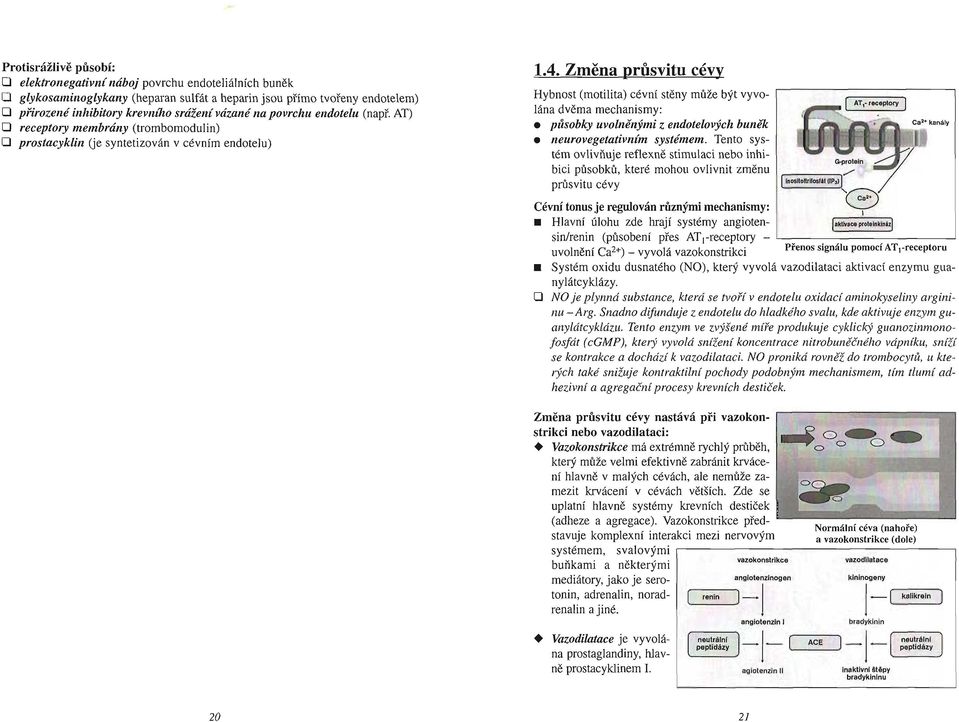 Změna průsvitu cévy Hybno st (motilita) cévní stěny může být vyvolána dvěm a mechani smy: p ůsobky uvolněnými z endotelovyclt buněk neurovegetativn ůn systémem.