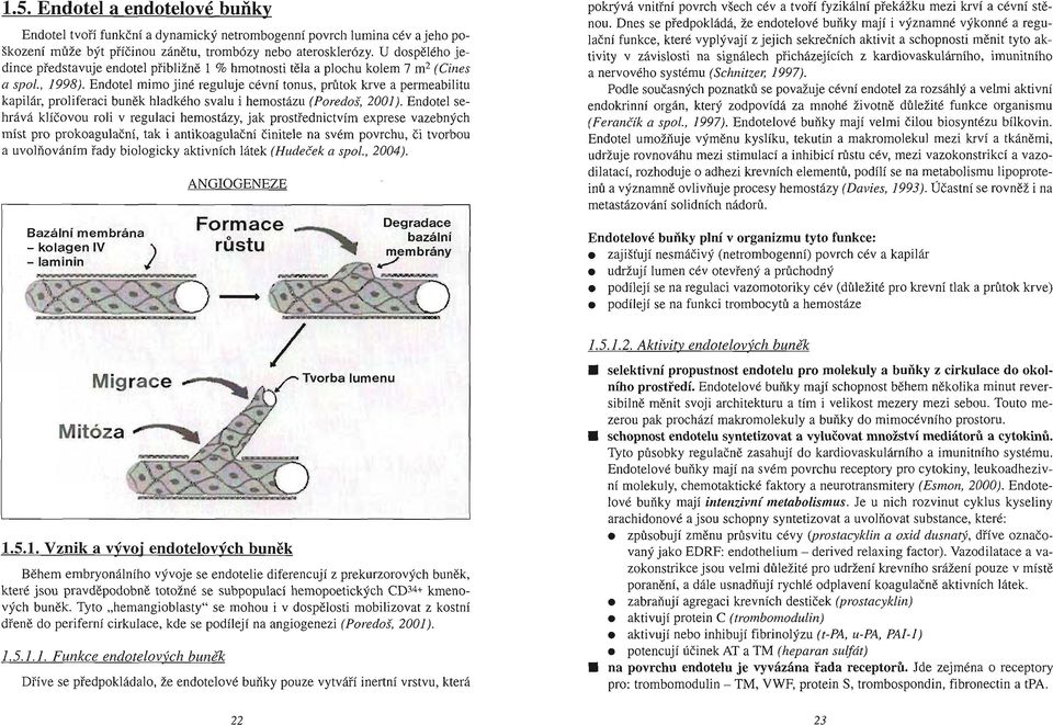 Endotel mimo jiné reguluje cévní tonus, průtok krve a permeabilitu kapilár, pr oliferaci bun ěk hladkého svalu i hemostázu (Poredoš, 2001).