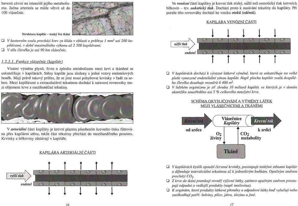 P ři poruše této rovnováhy dochází ke vzniku otoků (edémů). KAPILÁRA VENÚZNÍ ČÁSTI Struktura kapilár - tenk ý řez tkání 1=='=:2=..:1-..!:L_~:'=:=----,~l.:lo...--!;---i.