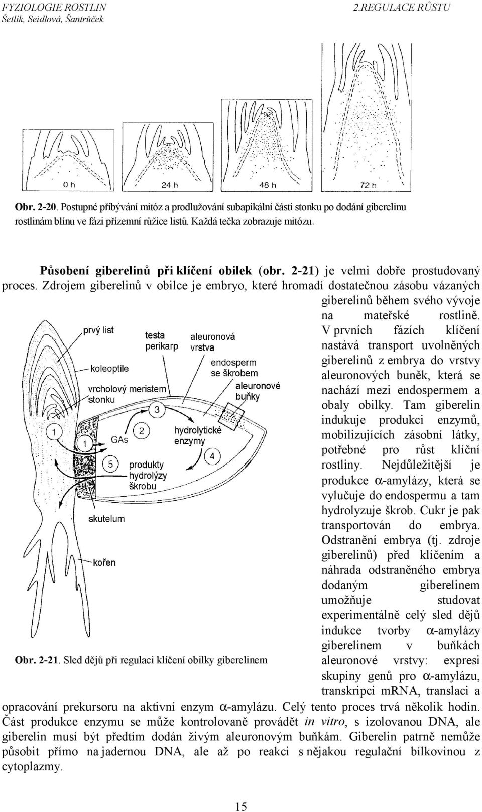 Zdrojem giberelinů v obilce je embryo, které hromadí dostatečnou zásobu vázaných giberelinů během svého vývoje na mateřské rostlině.