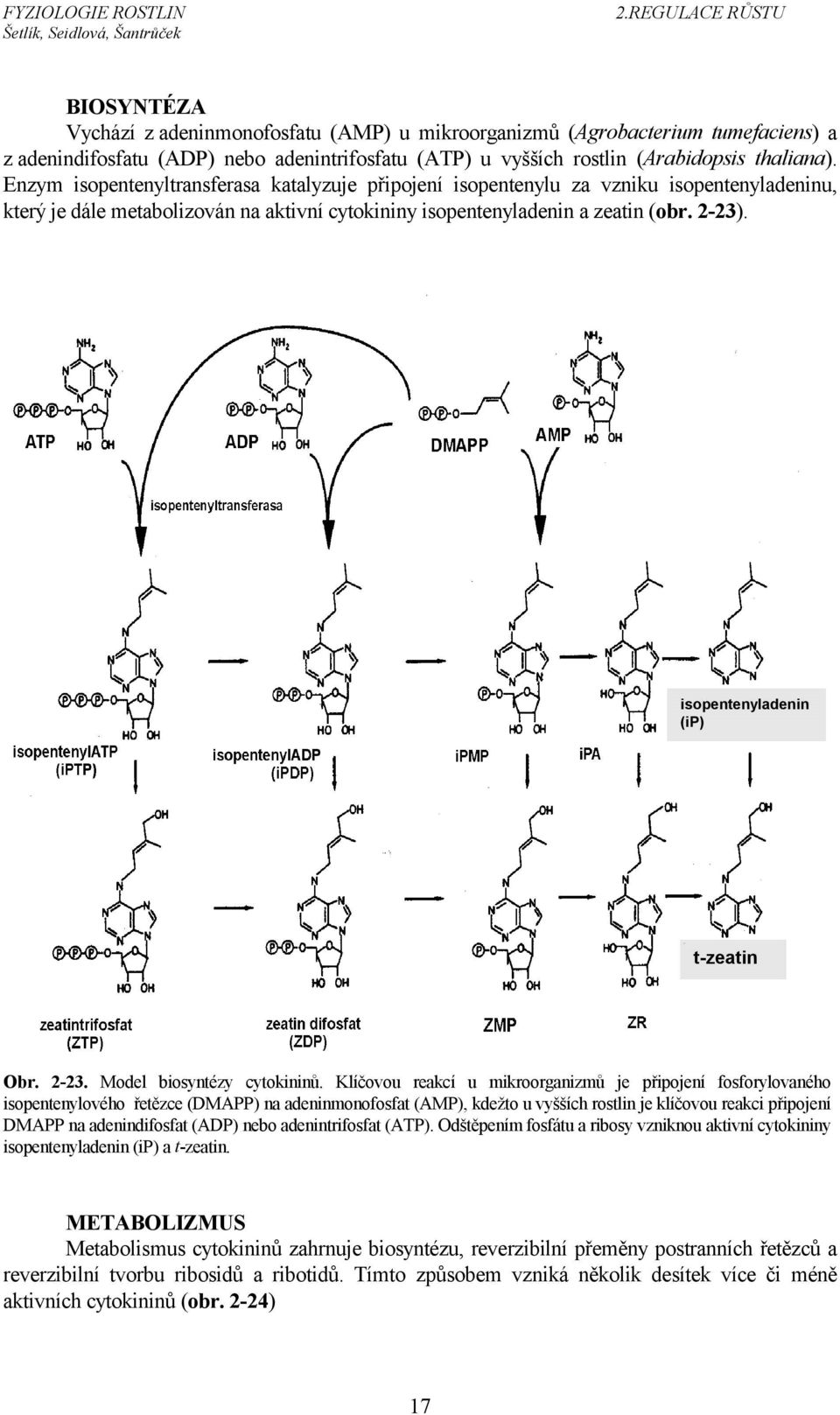 isopentenyladenin (ip) t-zeatin Obr. 2-23. Model biosyntézy cytokininů.