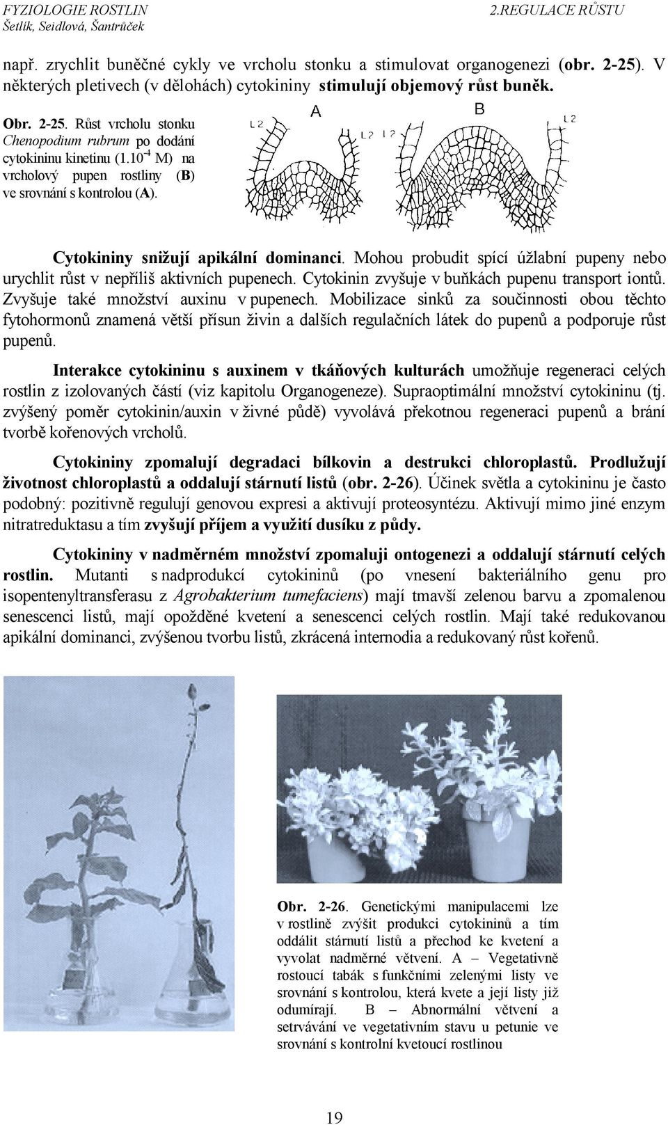 Cytokinin zvyšuje v buňkách pupenu transport iontů. Zvyšuje také množství auxinu v pupenech.