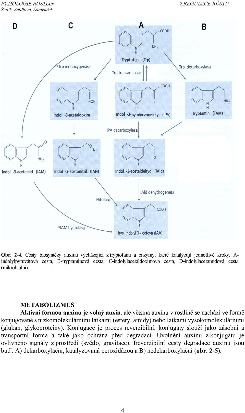 METABOLIZMUS Aktivní formou auxinu je volný auxin, ale většina auxinu v rostlině se nachází ve formě konjugované s nízkomolekulárními látkami (estery, amidy) nebo látkami vysokomolekulárními