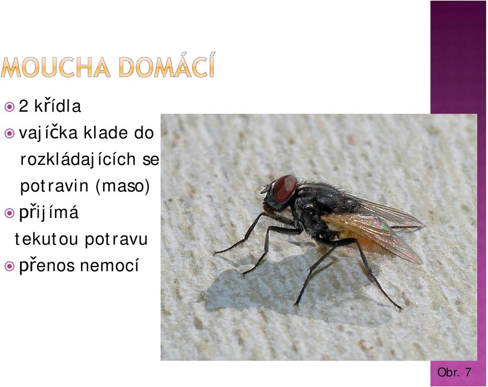 potravin (maso) ijímá