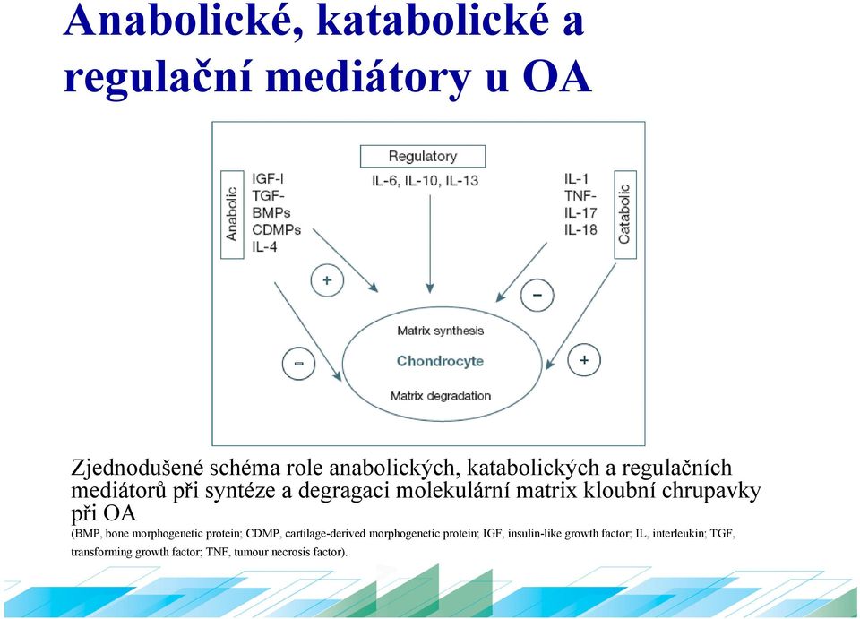 chrupavky při OA (BMP, bone morphogenetic protein; CDMP, cartilage-derived morphogenetic protein;