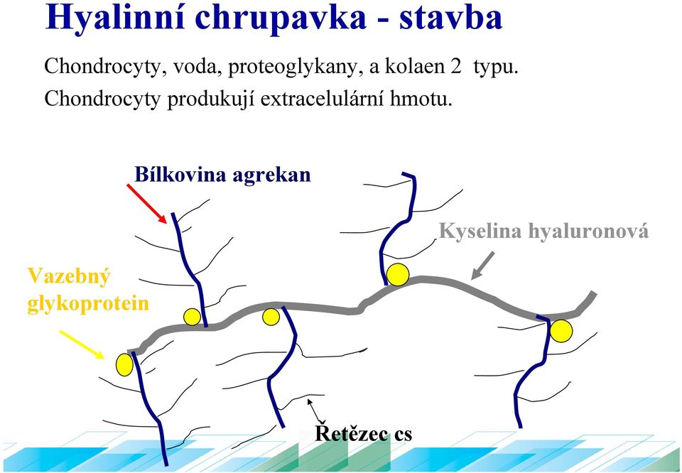 Chondrocyty produkují extracelulární hmotu.