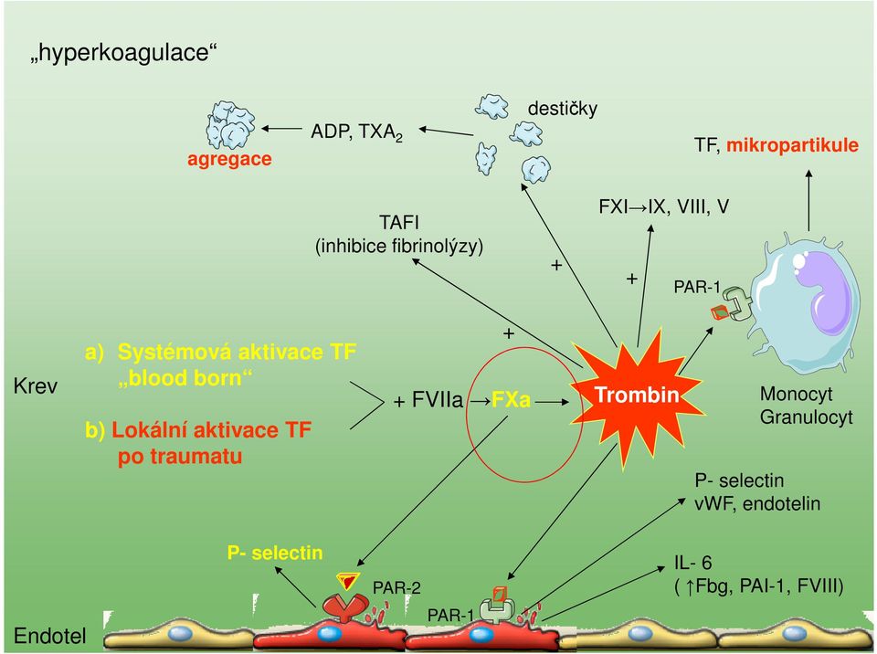 b) Lokální aktivace TF po traumatu + + FVIIa FXa Trombin Monocyt Granulocyt P-