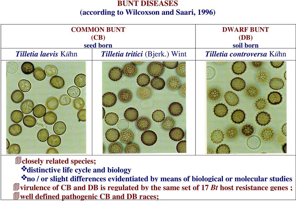 ) Wint Tilletia controversa Kühn closely related species; distinctive life cycle and biology no / or slight