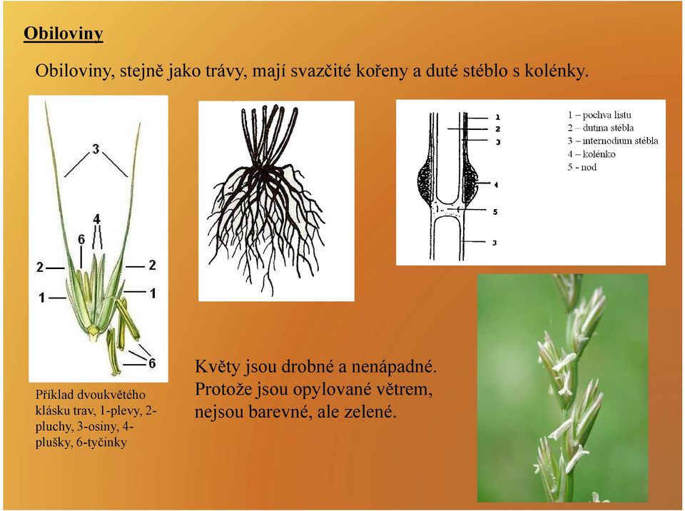 Příklad dvoukvětého klásku trav, 1-plevy, 2pluchy, 3-osiny,