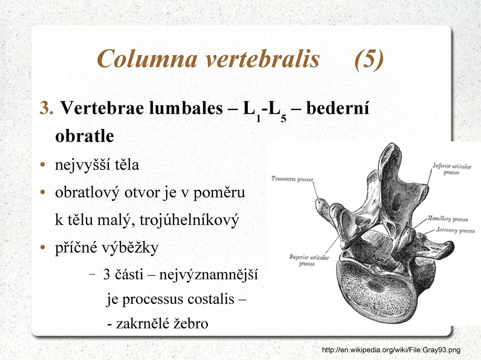 otvor je v poměru k tělu malý, trojúhelníkový příčné výběžky 3