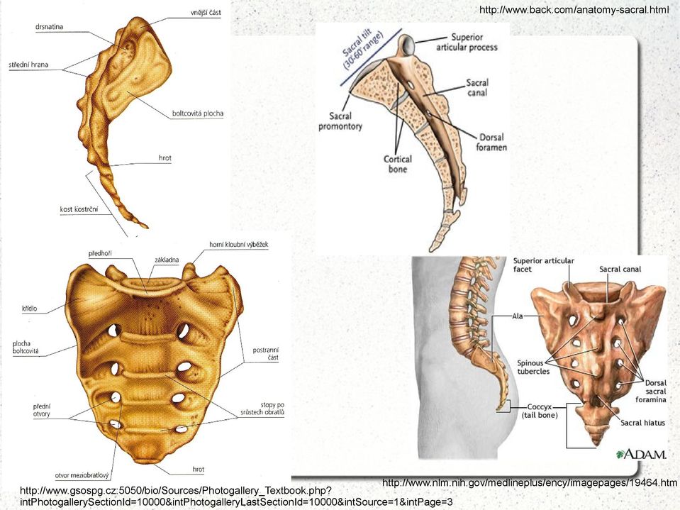 cz:5050/bio/sources/photogallery_textbook.php?