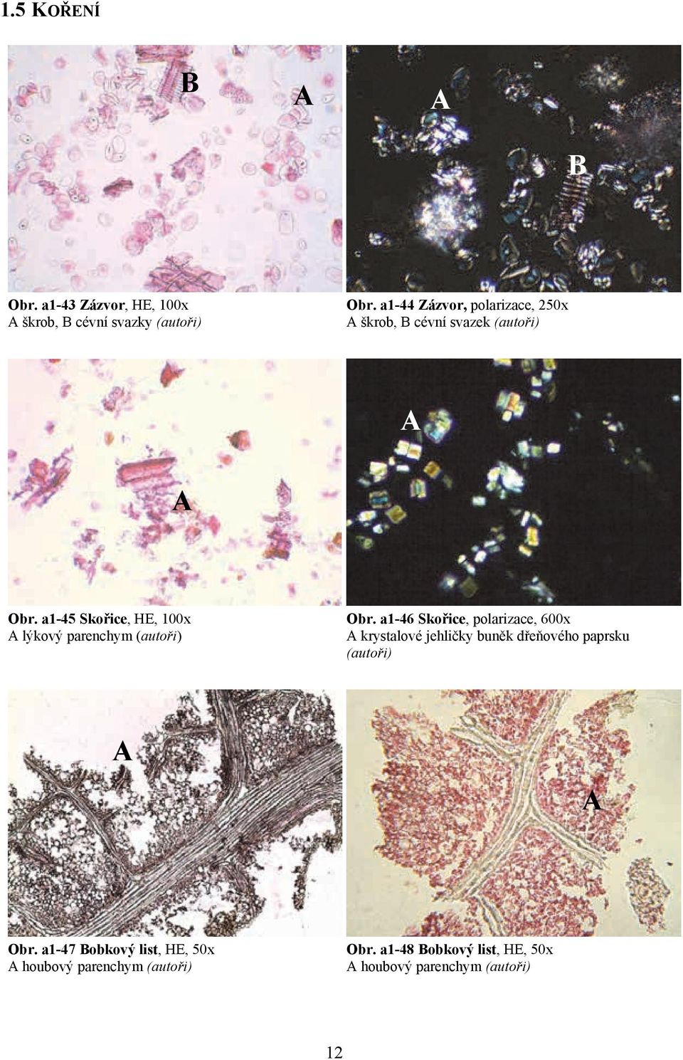 a1-45 Skořice, HE, 100x lýkový parenchym Obr.