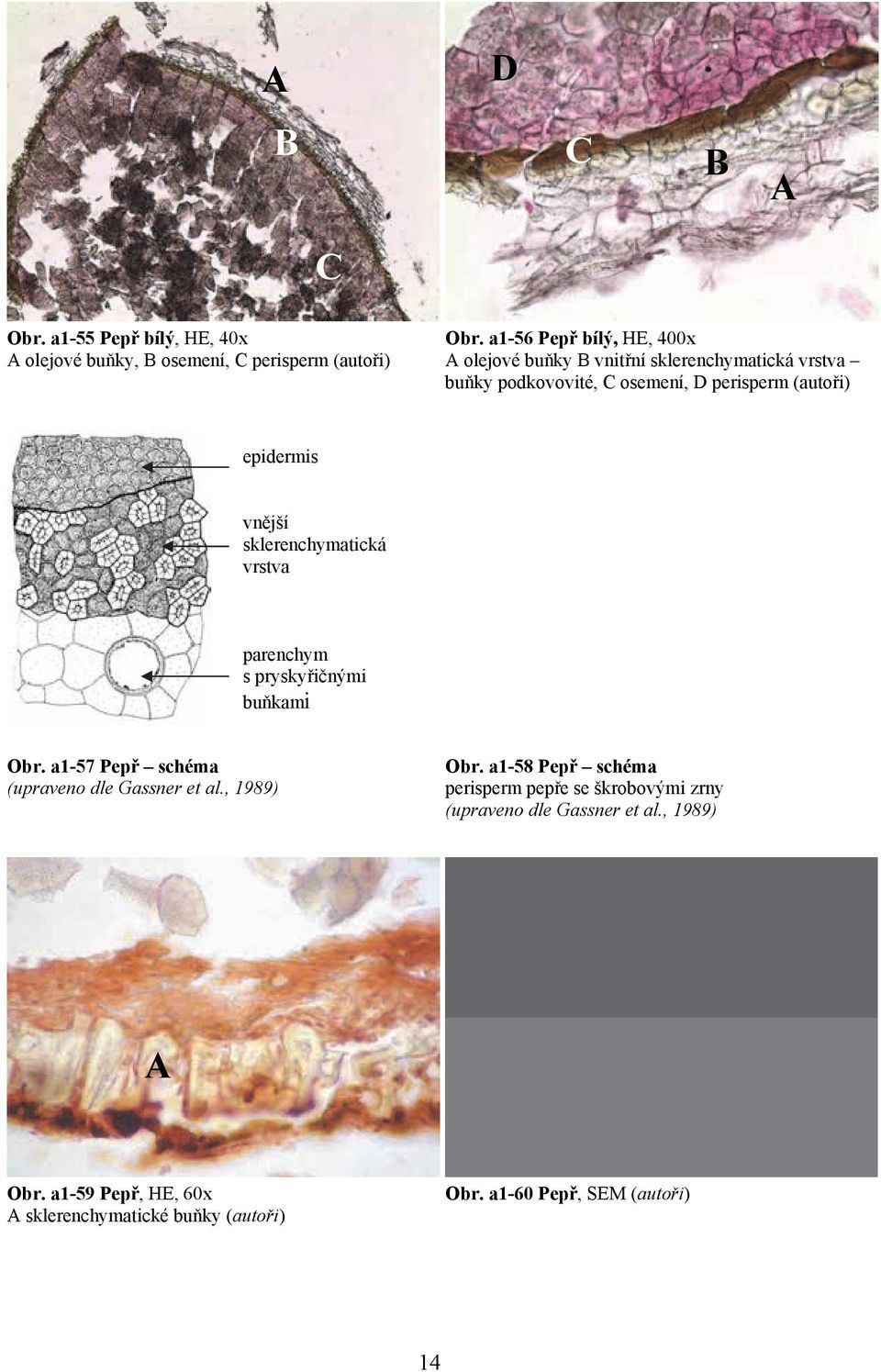 epidermis vnější sklerenchymatická vrstva parenchym s pryskyřičnými buňkami Obr.