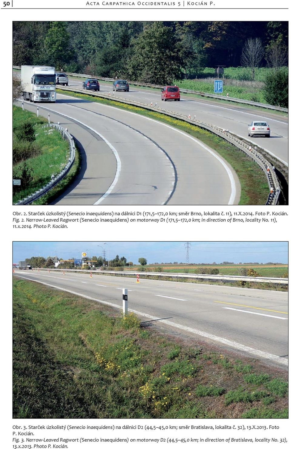 Kocián. Obr. 3. Starček úzkolistý (Senecio inaequidens) na dálnici D2 (44,5 45,0 km; směr Bratislava, lokalita č. 32), 13.X.2013. Foto P. Kocián. Fig. 3. Narrow-Leaved Ragwort (Senecio inaequidens) on motorway D2 (44,5 45,0 km; in direction of Bratislava, locality No.