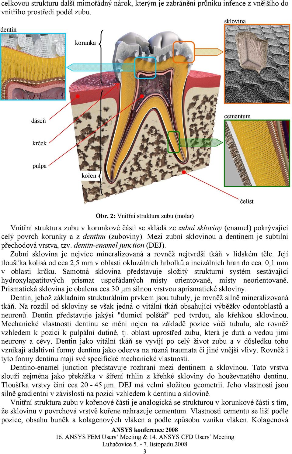 Mezi zubní sklovinou a dentinem je subtilní přechodová vrstva, tzv. dentin-enamel junction (DEJ). Zubní sklovina je nejvíce mineralizovaná a rovněž nejtvrdší tkáň v lidském těle.