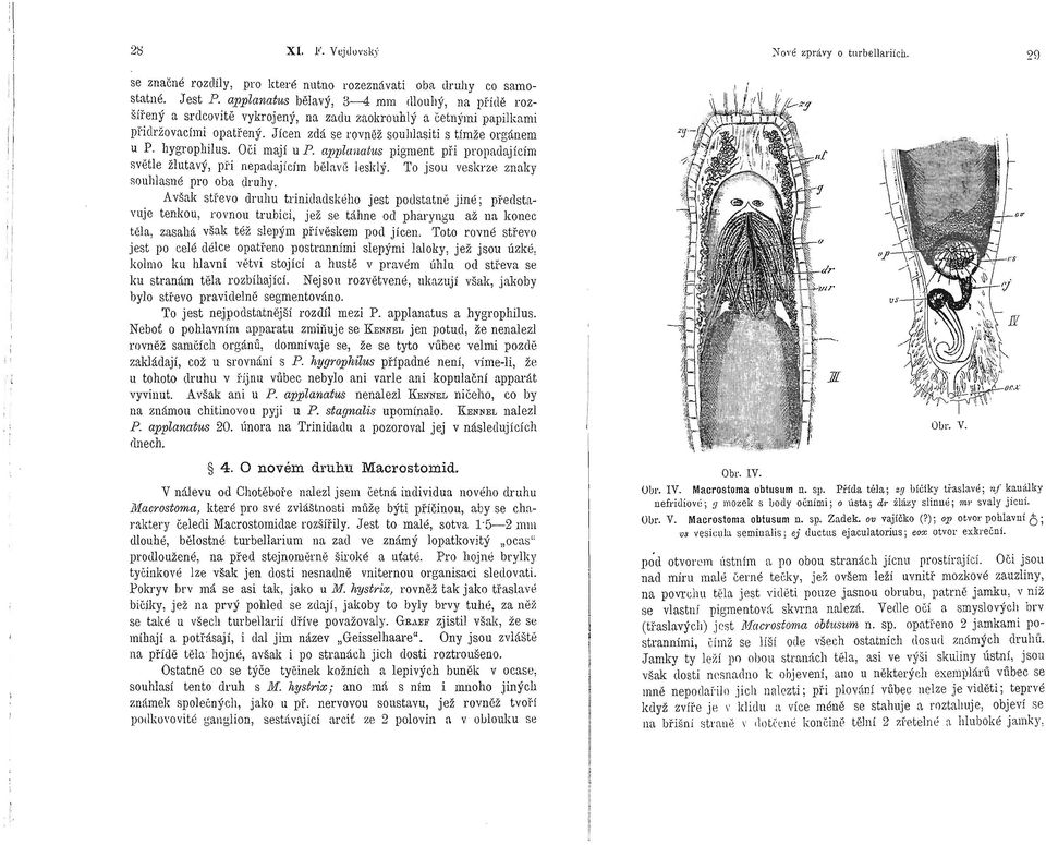 hygrophilus. 06i mají up. applanatus pigment při propadajícím světle žlutavý, ph nepadajícím bělity~ lesklý. To jsou veskrze znaky souhlasné pro oba druhy.