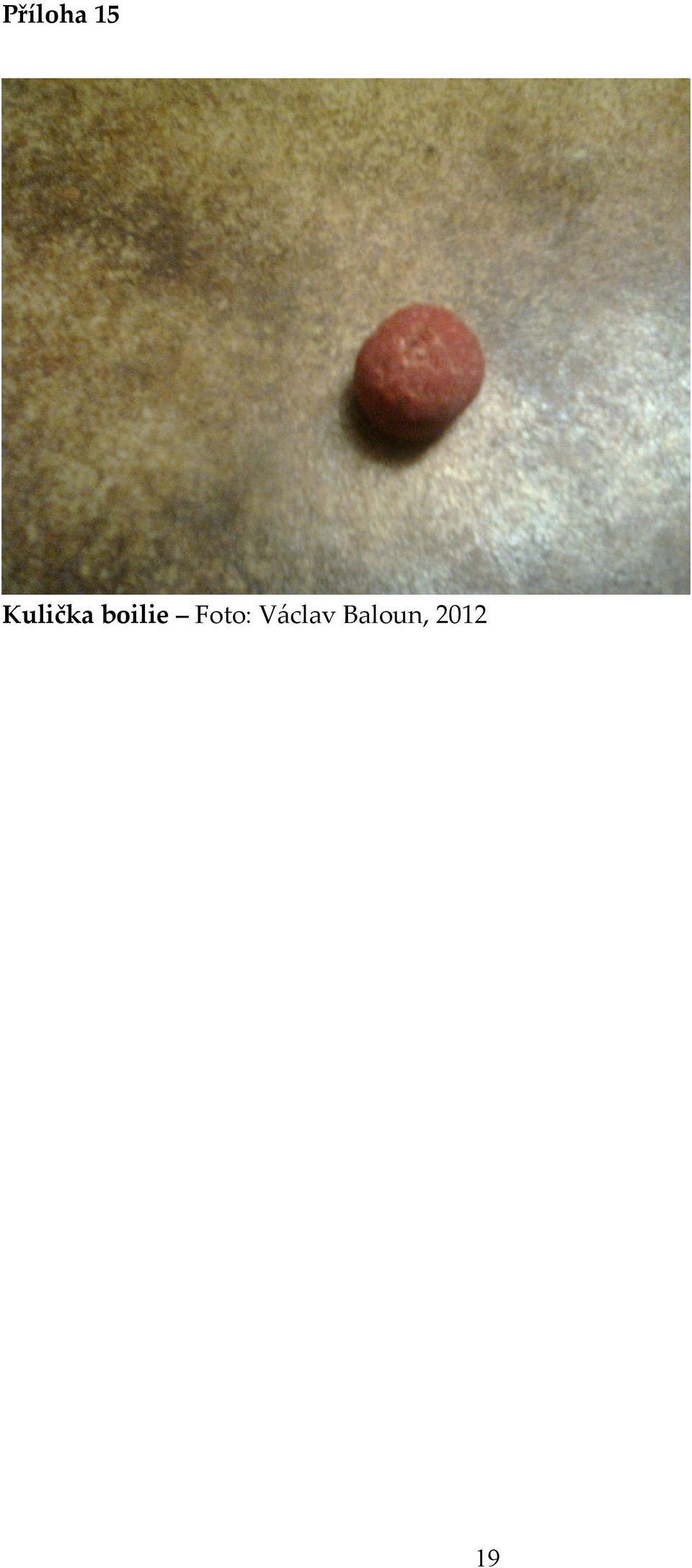 boilie Foto: