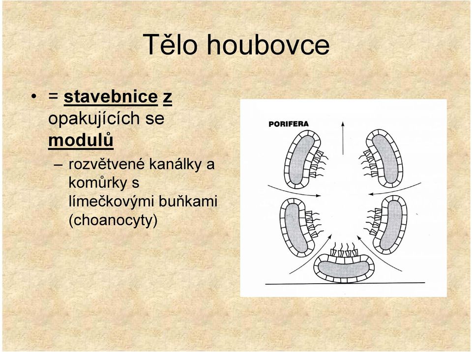 rozvětvené kanálky a komůrky