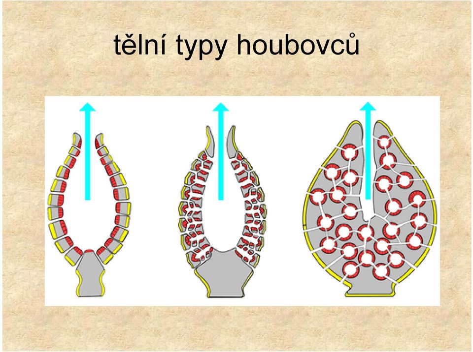 houbovců