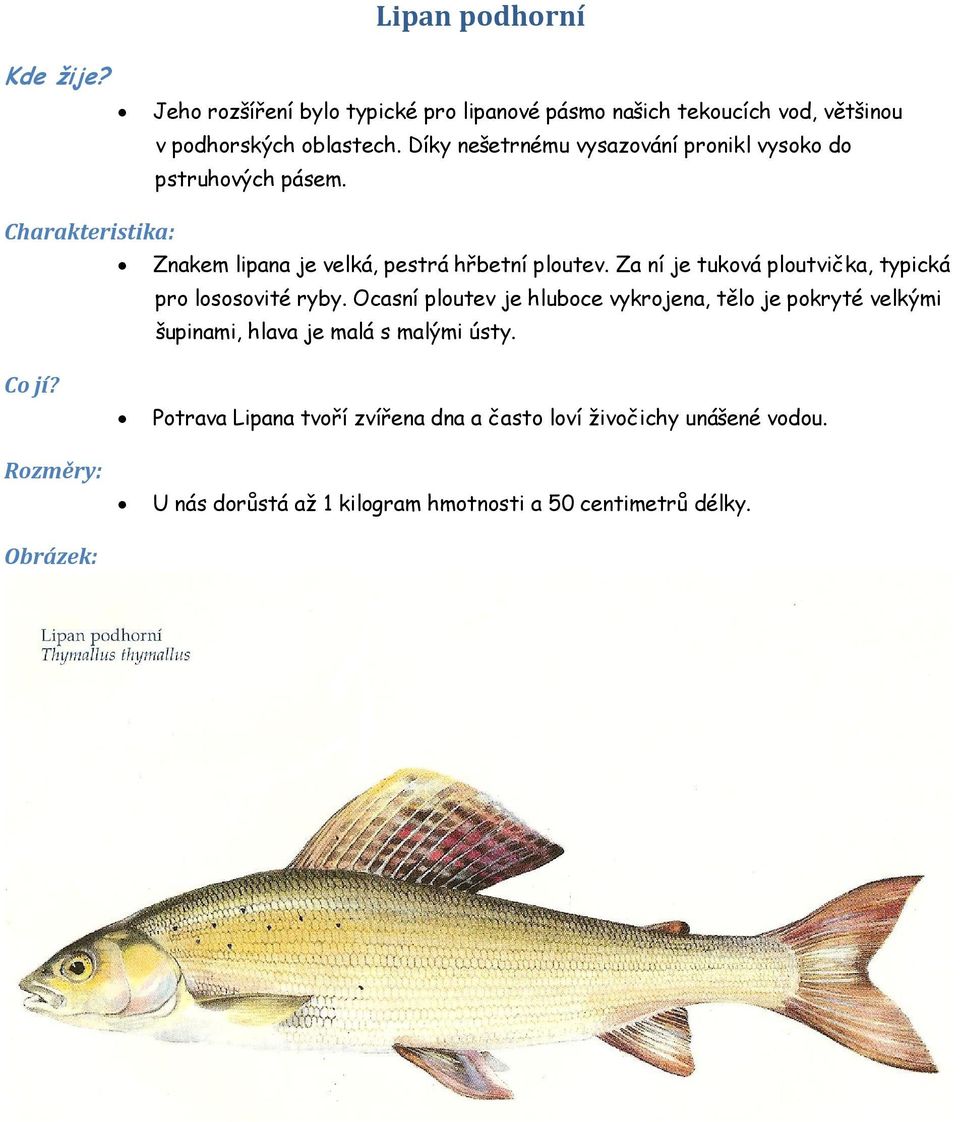 Za ní je tuková ploutvička, typická pro lososovité ryby.