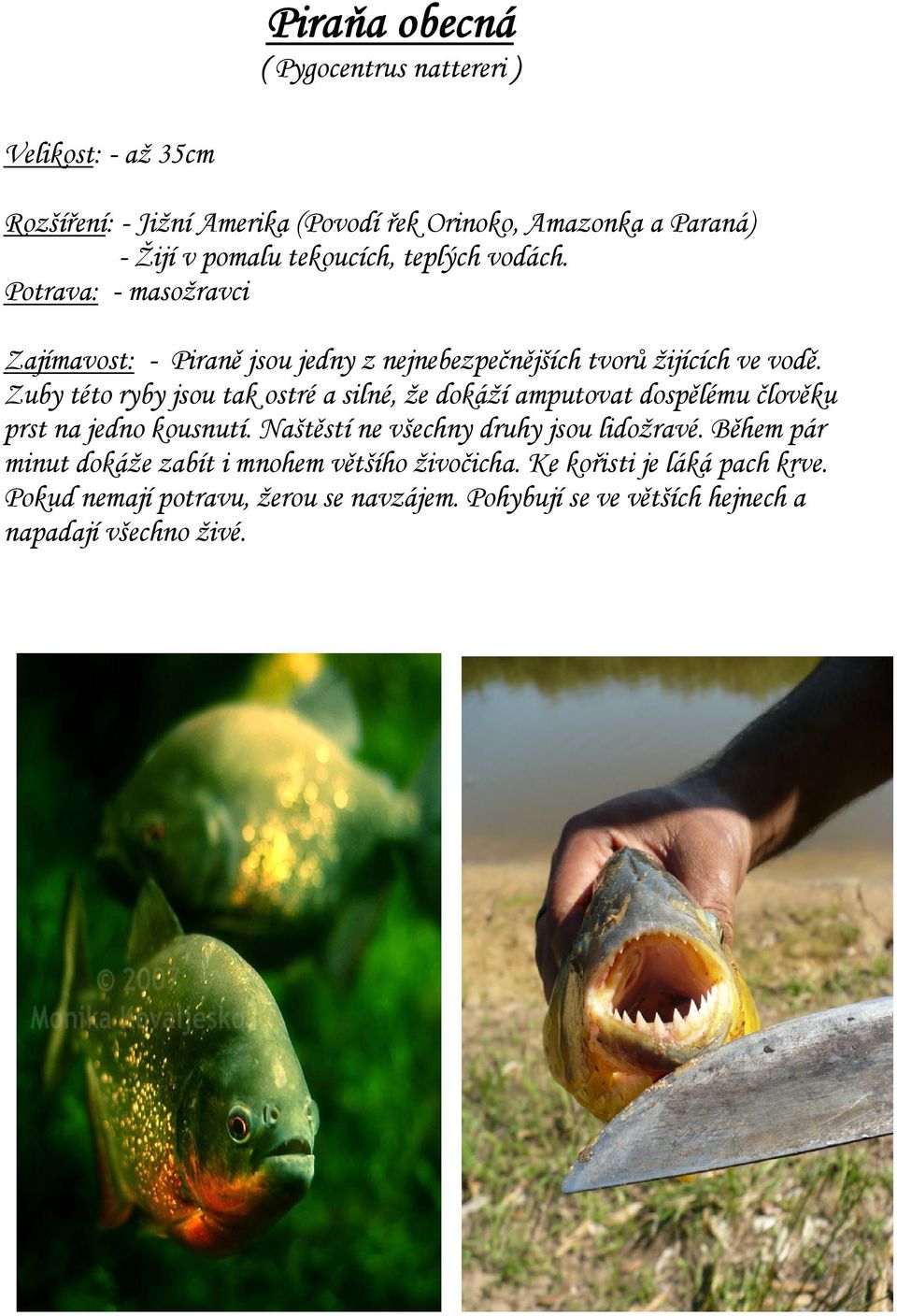 Zuby této ryby jsou tak ostré a silné, že dokáží amputovat dospělému člověku prst na jedno kousnutí. Naštěstí ne všechny druhy jsou lidožravé.
